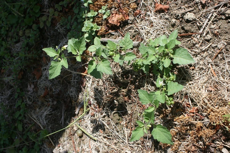 Black Nightshade